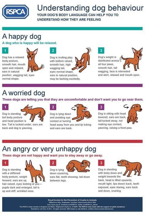 Dog Body Language Chart The Clues To Your Pets Well Being Relaxed Dog, Dog Body Language, Cat Language, Dog Weight, Game Mode, Dog Information, 강아지 그림, Dog Language, Dog Facts