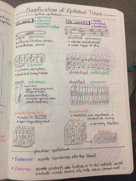 Classification of epithelial tissue Anatomy And Physiology Tissues Notes, Anatomy And Physiology Notes Tissues, Epithelial Tissue Diagram, Epithial Tissue, Anatomy And Physiology Tissues, Tissues Anatomy Notes, Human Tissue Anatomy, Anatomy Tissues Study, Tissue Notes Biology