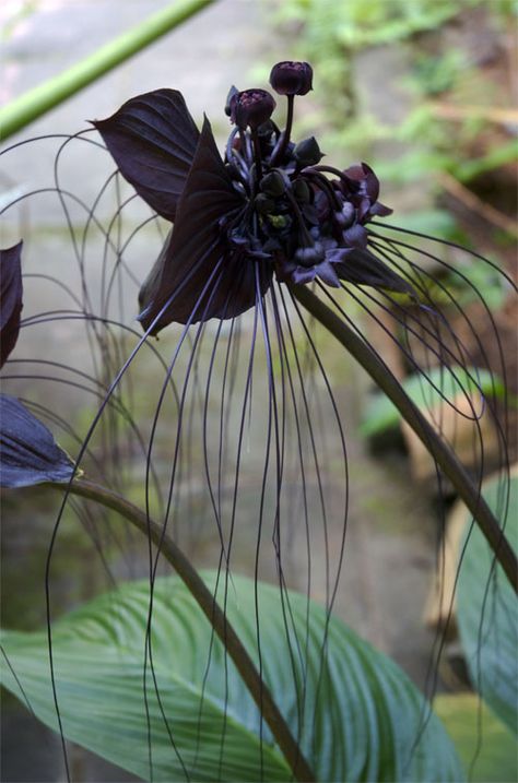 . Bat Flower, Tanaman Pot, Goth Garden, Orchid Photo, Gothic Garden, Black Garden, Dark Flowers, Unusual Plants, Unusual Flowers