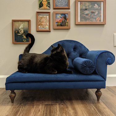 Victorian Cat, Cat Sofa, Animal Chair, Cat Bedroom, Sofa Vintage, Cat Couch, Dog Couch, Dog Cafe, Pet Couches