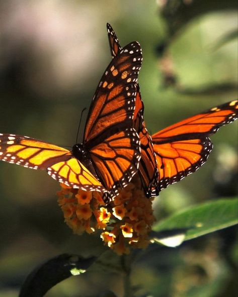 Alexandra Core, Monarch Butterflies Photography, Butterfly Watercolor Painting, Painting Clipart, Beautiful Butterfly Photography, Flying Flowers, Painting Canvases, Butterfly Photos, Orange Butterfly