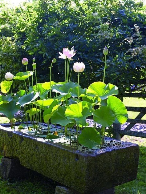 Tanaman Air, Kolam Koi, Container Water Gardens, Aquatic Garden, Lotus Plant, Water Features In The Garden, Garden Art Projects, Aquatic Plants, Decor Minimalist