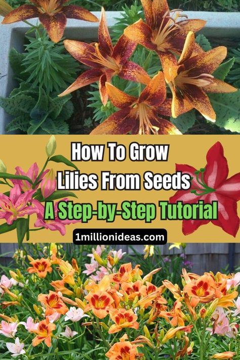 How To Grow Lilies From Seeds: A Step-by-Step Tutorial Growing Lillies, Growing Lilies, Lily Seeds, Trumpet Lily, Gardens Ideas, Avocado Tree, Asiatic Lilies, Lily Bloom, Soil Improvement