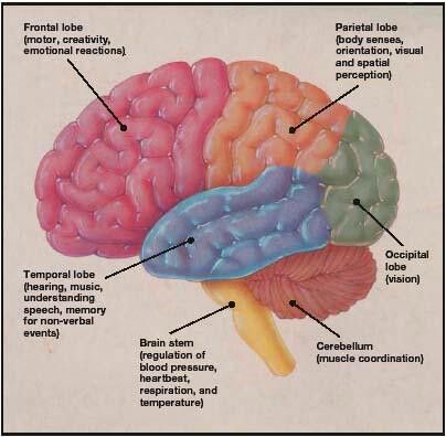 different regions of the brain Brain Sections, Occipital Lobe, Brain Drawing, Brain Stem, The Brain, Nursing, Brain, Medical, Collage