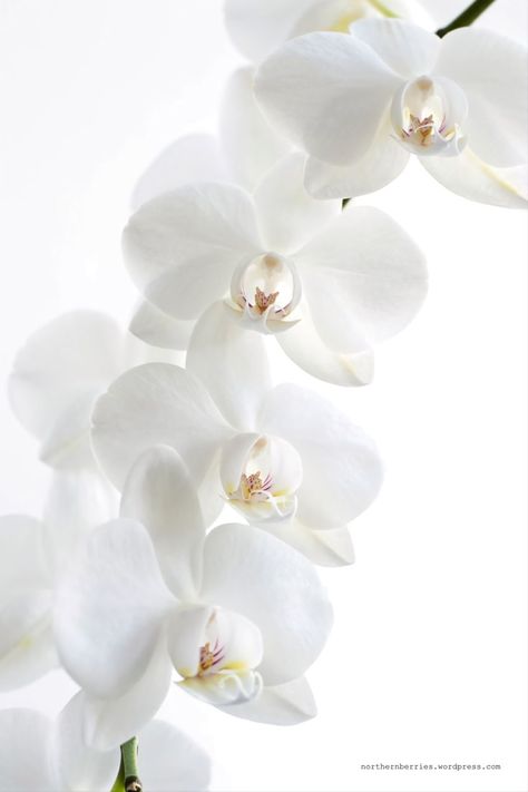 Orchid Wallpaper, Orchid Wall Art, Orchid Photography, Macro Photography Flowers, Floral Styling, Mums Flowers, Orchid Arrangements, Nothing But Flowers, Beautiful Orchids