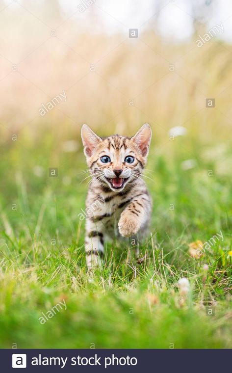 Download this stock image: A happy little Bengal kitten outdoors in the grass. The little cat is 7 weeks old and is running towards the camera, looking at the viewer. Outdoors s - 2CBH01C from Alamy's library of millions of high resolution stock photos, illustrations and vectors. Cat Running Towards Camera, Cat Running, Cat Poses, Bengal Kitten, Cat Reference, Cat Pose, Little Cat, Bengal Cat, Domestic Cat