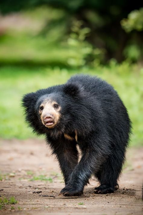 Andean Bear, Spectacled Bear, Elephant Shrew, Bear Photography, Sloth Bear, Tropical Animals, Early Mornings, Tasmanian Devil, Cute Sloth