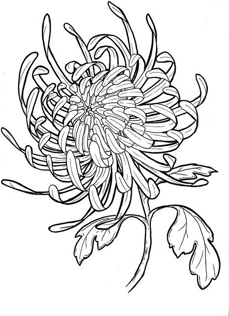 chrysanthemum Crisantemo Tattoo, Chrysanthemum Tattoo, Tattoo Heart, Flower Sketches, Chrysanthemum Flower, Heart Flower, Trendy Flowers, Tattoo Sleeve Designs, Flower Tattoo Designs