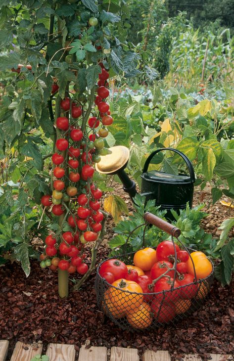 Tomato companion planting: grow the best crops with tomatoes | Country Herb Companion Planting, Strawberry Companion Plants, Tomato Suckers, Pruning Tomato Plants, Tomato Pruning, Companion Gardening, Perennial Vegetables, Growing Strawberries, Types Of Vegetables