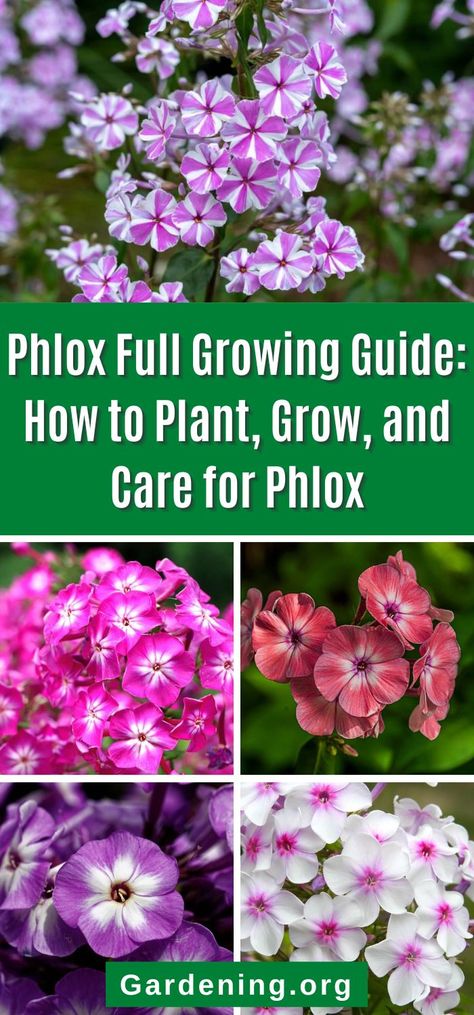 Phlox Plant, Phlox Flowers, Connecting With Nature, Modern Patio Design, Creeping Phlox, Outside Plants, Purple Garden, Flower Gardening, Plant Combinations