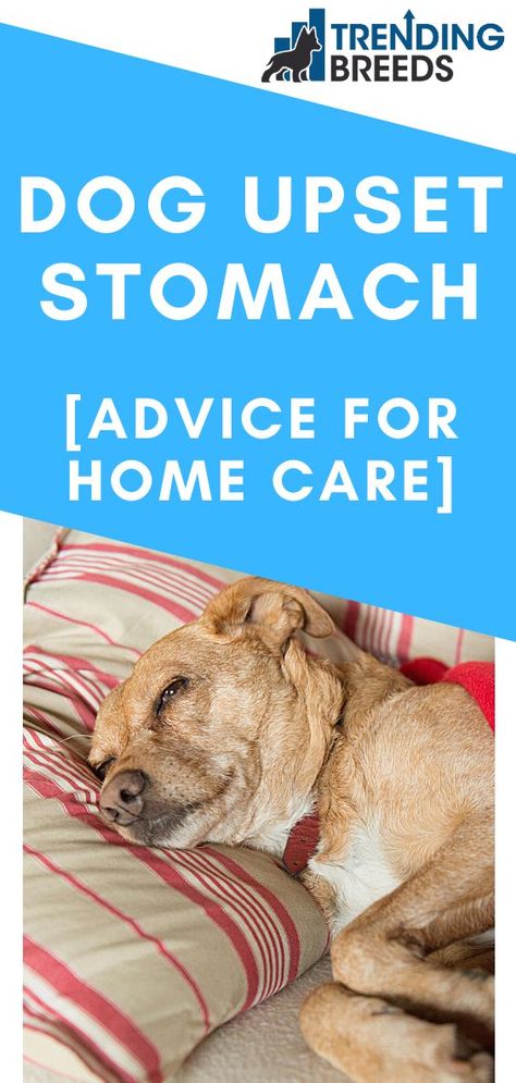 Upset Tummy Remedies, Dog Upset Stomach Remedies, Upset Stomach Remedy, Dog Upset Stomach, Stomach Ache Remedy, Stomach Remedies, Meds For Dogs, Essential Oils Dogs, Upset Tummy