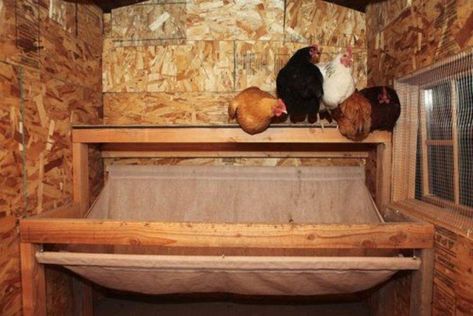 An inspiringly clean chicken coop - Sunset Magazine Coop Interior, Chicken Tunnels, Urban Chicken, Chicken Barn, Chicken Care, Chicken Poop, Clean Chicken, Portable Chicken Coop, Chicken Owner