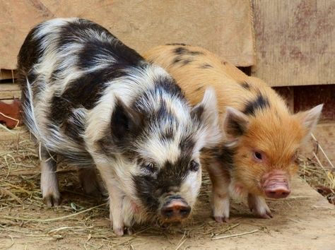 Kunekune Pigs, Gods Angels, Kune Kune Pigs, Pig Care, Pig Breeds, Raising Pigs, Pig Painting, Teacup Pigs, Pot Belly Pigs