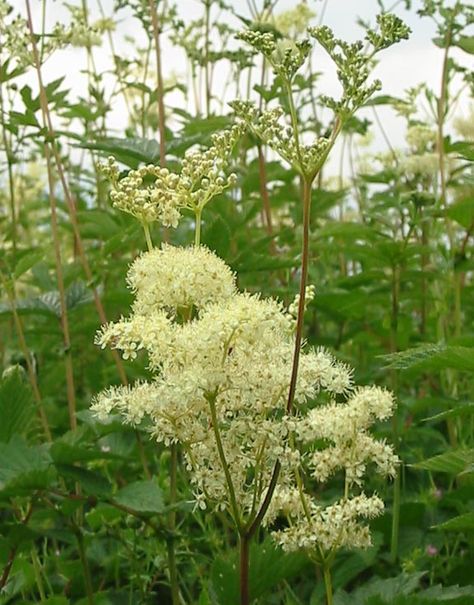 Queen Elizabeth 1, Filipendula Ulmaria, Meadow Sweet, Elizabeth 1, Celtic Druids, Mother Earth Living, Cremated Remains, Pharmaceutical Company, Medieval Europe