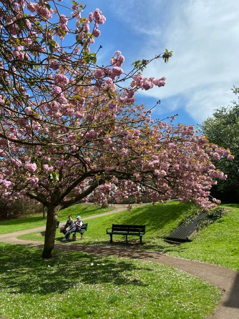 Flower Trees, Future Artist, Nature Photography Trees, Walkable City, Circle Canvas, Spring Inspo, Spring Park, Spring Girl, Spring Mood