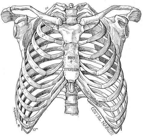 Rib Cage Drawing, Rib Cage Anatomy, Human Ribs, See Tattoo, Anatomy Bones, Skeleton Drawings, Human Figure Drawing, Human Anatomy Art, Anatomy Sketches