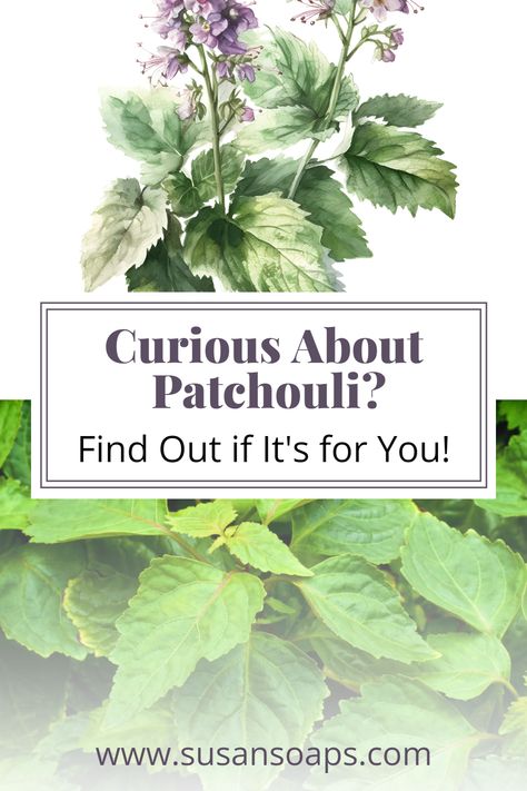 Patchouli Plant Uses, Patchouli Soap Recipe, Patchouli Essential Oil Benefits, Patchouli Knowledge, Patchouli Soap, Medicinal Herbs Garden, Herbs Garden, Aromatherapy Benefits, Earthy Fragrance