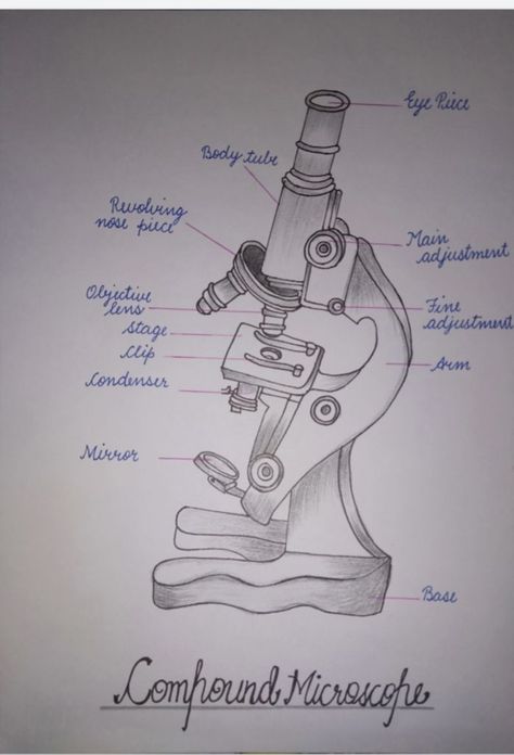 Science Lab Decorations, Compound Microscope, Biology Diagrams, Science Drawing, Diy Bulletin Board, Interesting Science Facts, Biology Facts, Lip Wallpaper, Bullet Journal Banner