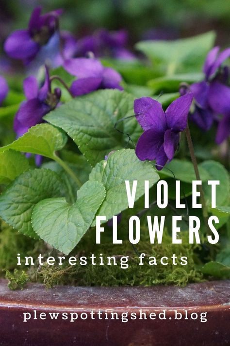 Sweet Violets Flower, Roses For Valentines Day, Dog Violet, Winter Pansies, Flowers Reference, Wild Violets, Viola Flower, Shrinking Violet, Winter Greenhouse