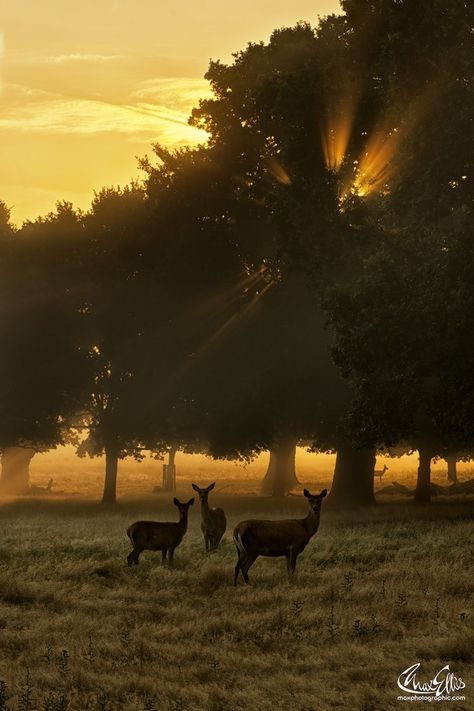 First rays by Max Ellis on 500px.com Richmond Park, London Park, By Max, Pics Art, Beautiful Creatures, Sunrise Sunset, Beautiful World, Wonders Of The World, The Great Outdoors