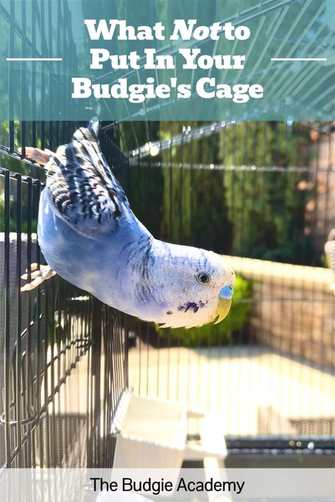 Like many budgie owners, you probably want to provide your bird with the best enrichment money can buy. But before splurging on toys and accessories, check out this list of common cage items with hidden risks. Diy Parakeet Cage, Homemade Bird Toys, Parakeet Care, Budgie Cage, Diy Bird Cage, Parakeet Toys, Budgie Toys, Diy Bird Toys, Parakeet Cage