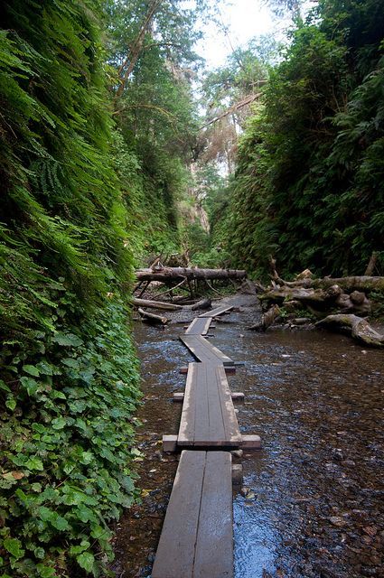 fern canyon loop, prairie creek redwoods state park • near orick, humboldt county Prairie Creek Redwoods State Park, Redwoods California, Fern Canyon, California Camping, Humboldt County, Camping Spots, California Coast, Beach Photo, Future Travel