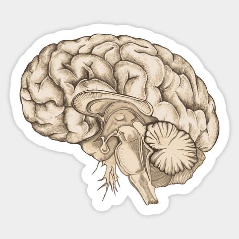 Vintage brain anatomy sticker. Perfect for any science lover's home or office. #brain #anatomy . #Medical_Stickers_Aesthetic #Human_Anatomy_Vintage #Anatomy_Vintage #Brain_Sticker Medical Stickers Aesthetic, Human Anatomy Vintage, Dark Academia Stickers, Anatomy Vintage, Brain Sticker, Study Stickers, Mental Health Stickers, Medical Stickers, Science Stickers