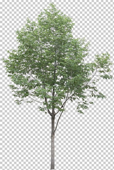 Architecture Model Trees, Architectural Trees, Tree Photoshop, Plant Png, Architecture Drawing Presentation, Plane Tree, Architecture Drawing Plan, Tree Textures, Conceptual Architecture