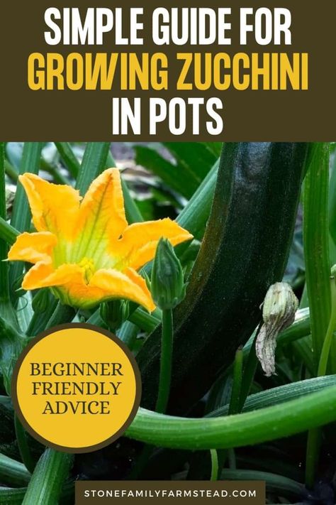 Growing zucchini in containers is easy if you know what to do. Follow this advice for planting zucchini in pots if you need to save precious garden space, or gardening on a patio. #gardening #homestead #beginners Growing Zucchini In Containers, Planting Zucchini, Growing Squash, Patio Gardening, Growing Zucchini, Apartment Gardening, Growing Vegetables In Pots, Zucchini Plants, Vegetable Garden Tips