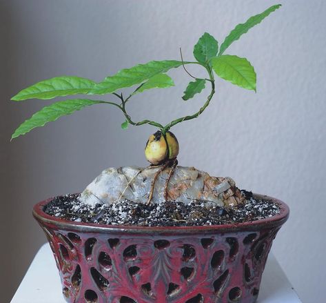 avo bonsai for the win! 🥑 tag the friend you wanna try this diy project with 🙌🏼 ~ Via helpfulgardener by user ‘garmy yo’ 📸 Avocado Bonsai, Avocado Seed Growing, Avocado Pit, Avocado Dessert, Bonsai Tree Care, Avocado Plant, Bonsai Soil, Avocado Seed, Mini Bonsai