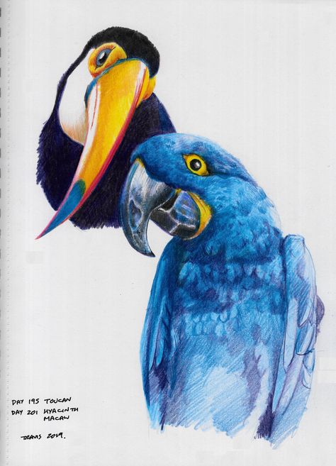 Day 195 of the 365 Days Drawing Challenge; Tucan. and Day 201 Hyacinth Macaw Hyacinth Macaw Drawing, Hyacinth Macaw, Drawing Challenge, 365 Days, Parrot, Drawings, Animals