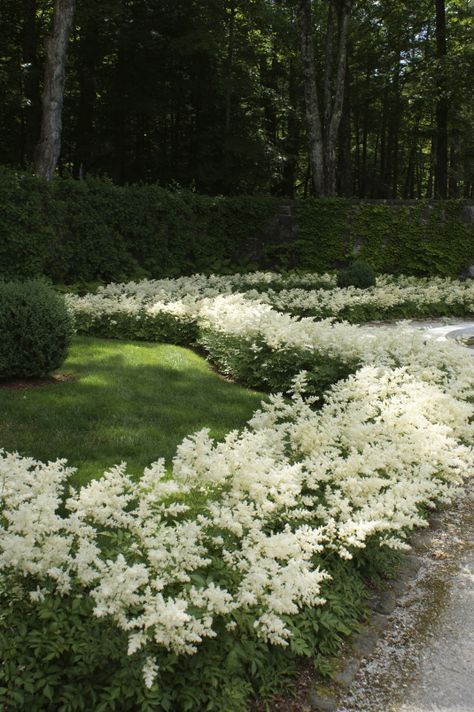 white astilbe border ✿ White Astilbe, Garden Notebook, New England Garden, Gardens Ideas, Edith Wharton, Moon Garden, Have Inspiration, The Secret Garden, Delicate Beauty