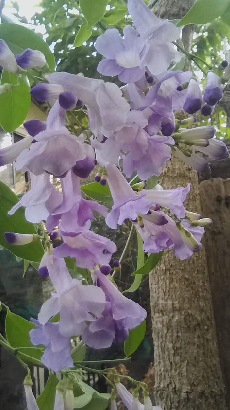 Purple Trumpet Vine, Outdoor Flowering Plants, Kyoka Jiro, Flower Lavender, Decorative Plants, Trumpet Vine, Vine Tattoos, Climbing Vines, Flowering Plants