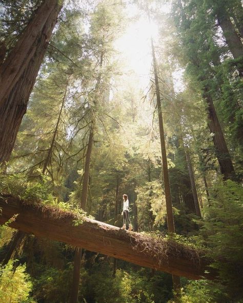 Daughter Of Poseidon, Land Before Time, Redwood National Park, Between Two Worlds, Camping Aesthetic, Redwood Tree, Redwood Forest, California National Parks, Destination Voyage