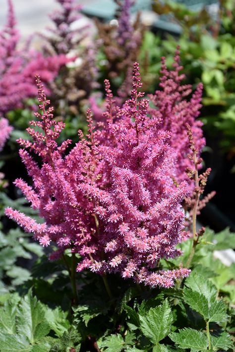 Click to view a full-size photo of Little Vision In Pink Chinese Astilbe (Astilbe chinensis 'Little Vision In Pink') at Stauffers Of Kissel Hill False Spirea, Full Size Photo, Dappled Light, Outdoor Pots, Herbaceous Perennials, Attract Butterflies, Low Maintenance Plants, Fresh Cut Flowers, Bedding Plants