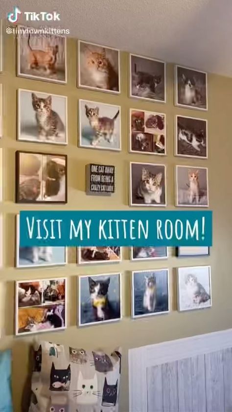 kittykasa on Instagram: We love a foster room tour! 🙌🐱✨ 🎥: @tinytownkittens . . . #kitten #fosterroomtour #fostercat #fosterkitten #kittens #cutekitten #cats… Kitten Room Set Up, Foster Kitten Room Ideas, Kitten Foster Room Ideas, Kitten Nursery Ideas, Cat Foster Room, Fostering Kittens Setup, Foster Cat Room, Kitten Foster Room, Foster Kitten Room