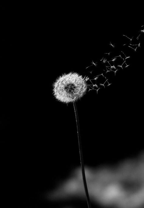 Dandelion Blowing In The Wind, Dandelion Wallpaper, Dandelion Art, Blowing In The Wind, A Dandelion, Dandelion Wish, Dandelion Flower, 수채화 그림, White Photo