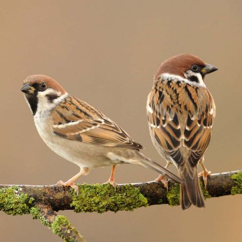 Tree sparrow (Passer montanus)  Venerated and vilified, celebrated and victimised, the Tree sparrow has had far fewer ups than downs since the turn of the 20th century. Let’s take a look at the intriguing story behind the bird whose existence is underpinned by a wealth of fortitude in the face of adversity.  Right Tree Sparrow, Sparrow Art, Vogel Tattoo, Sparrow Bird, Bird Wallpaper, Sparrows, Airbrush Art, Nature Birds, Backyard Birds