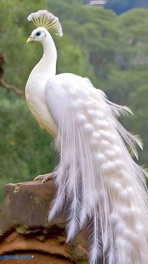 #instagram #instagood #love #like #photography #follow #instadaily #rajiibkm #Rajibkumermistry Picoke Bird Photo, Peacock Pics, Albino Peacock, Forever Wallpaper, Neem Karoli Baba, Peacock Images, Birds Photography Nature, Peacock Photos, Best Flower Pictures