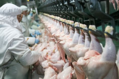 Biden Administration Freezes Proposed Line Speed Increases in Poultry Plants - Modern Farmer Sokcho, Meat Industry, Food Manufacturing, Modern Farmer, Factory Farming, Big Battle, Chicken Meat, Best Comfort Food, Processed Meat