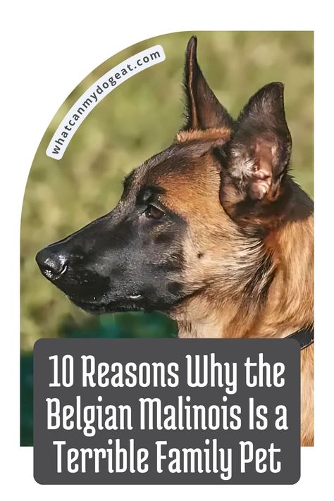 The Belgian Malinois may be impressive in law enforcement, but they're not always the best choice for a family pet. While their skills are top-notch, their high-energy and intense nature can be overwhelming. Here are 10 reasons why a Belgian Malinois might not suit your family. Belgian Malinois Service Dog, Puppy Teething Remedies, Belgian Malinois Training, Police Dog Breeds, Black Belgian Malinois, Malinois Puppies For Sale, Malinois Training, Malinois Funny, Malinois Puppy