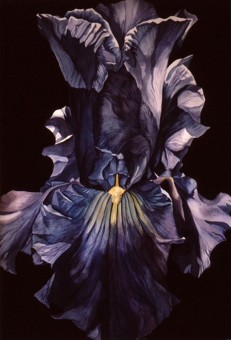 Watercolor Iris, Flowers Iris, Iris Purple, Iris Art, Iris Painting, Flowers Photo, Black Iris, Nothing But Flowers, Purple Dark