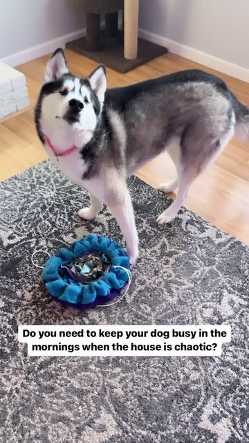 This is the diary of a husky born blind on Instagram: "Mentally stimulating, easy to clean, and free naps included! 🙌 Chelsy’s Toys is a small business that makes the most amazing snuffle bags that you can easily cinch up and take on the go for an enrichment activity whenever you need it. I love utilizing meal time as a way to mentally wear out my dogs. I work from home and the quite time is much appreciated!😅 Use code BLINDHUSKY15 to save 15% on your order at https://www.chelsystoys.com and l Cat Enrichment, White Husky, Dog Enrichment, Enrichment Activities, A Husky, My Pet, Meal Time, Cat Love, Work From Home