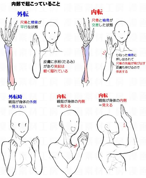 Arm Anatomy, Manga Tutorial, Anatomy Tutorial, Draw Hands, Anatomy Sketches, Different Poses, Body Reference Drawing, Art Help, Body Anatomy