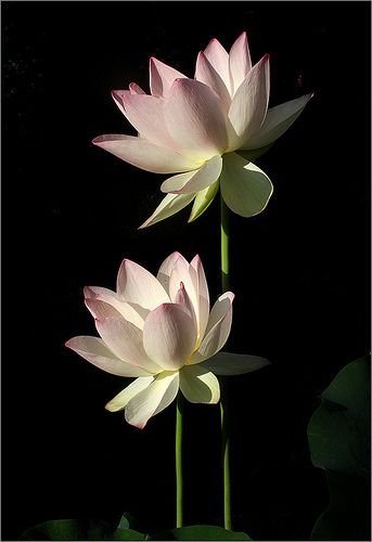 Flower On Black Background, Black Background Painting, Lotus Flower Pictures, Lily Lotus, Lotus Art, Macro Flower, Pansies Flowers, Lotus Blossom, The Secret Garden