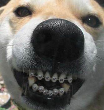 Braceface: The Sequel (a jaw surgery and braces blog): To the dogs... Funny Dog Pictures, Humour, Smile Quotes Funny, Dog Braces, Dog Noses, Pet Pictures, Cartoon Painting, Smiling Dogs, Crazy Dog