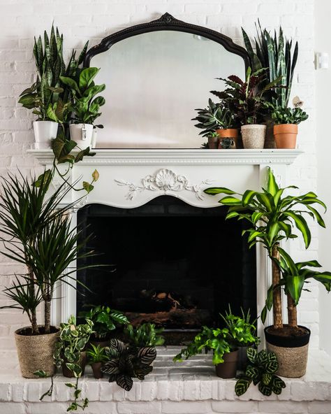 Mantel With Plants, Plants Mantle Decor, Plant Fireplace Decor, Plants Beside Fireplace, Plants Fireplace Decor, Plants Inside Fireplace, Plants Over Fireplace, Fireplace Decor Plants, Plants On Mantle Decor