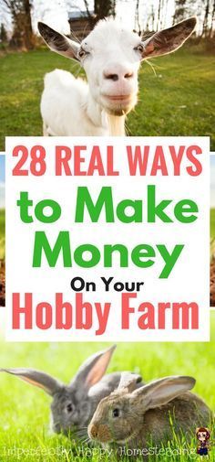 Make money on your hobby farm or small homestead with these 28 ideas. Urban Homesteading, Small Homestead, Farm Plans, Homestead Farm, Farm Business, Future Farms, Homesteading Skills, Hobby Farm, Mini Farm