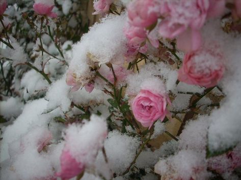 Winter Princess, Snow Angel, Winter Fairy, Snow Angels, Jolie Photo, Winter Aesthetic, Pink Christmas, Pink Aesthetic, Winter Christmas