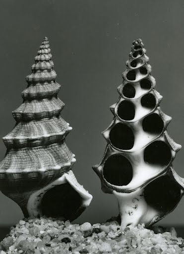 Two spiraled shells - one is a cross-section- upright in sand. Black and  white photograph Ansel Adams, Natural Forms Gcse, Natural Form Art, Geometry In Nature, Art Coquillage, Organic Structure, Natural Structures, A Level Art, Organic Form